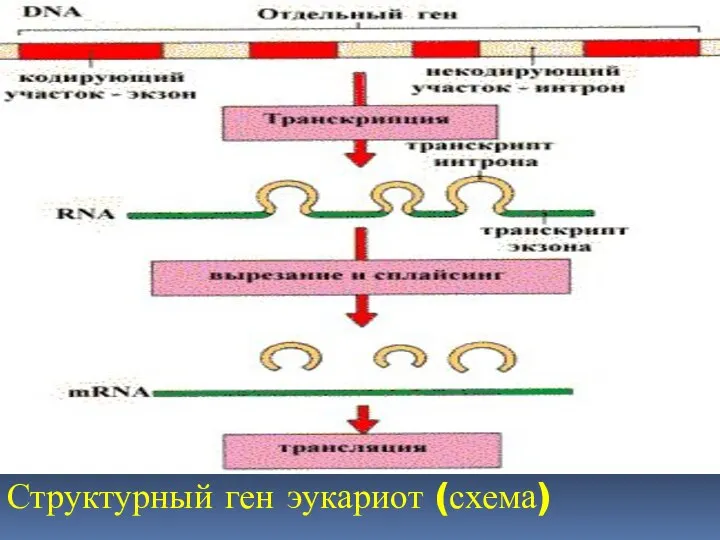 Структурный ген эукариот (схема)