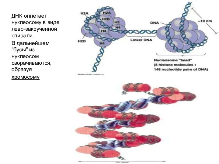 ДНК оплетает нуклеосому в виде лево-закрученной спирали. В дальнейшем "бусы" из нуклеосом сворачиваются, образуя хромосому