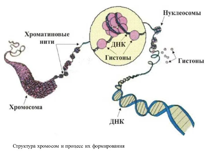 Структура хромосом и процесс их формирования