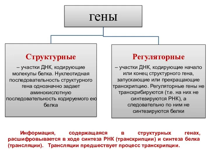 Информация, содержащаяся в структурных генах, расшифровывается в ходе синтеза РНК (транскрипции)