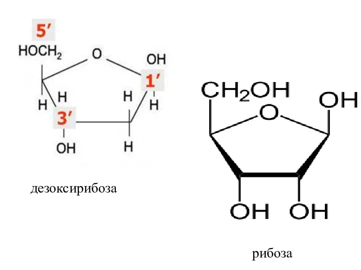 рибоза дезоксирибоза