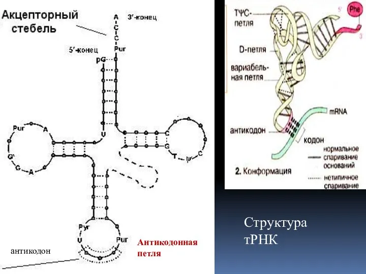 Структура тРНК Антикодонная петля антикодон