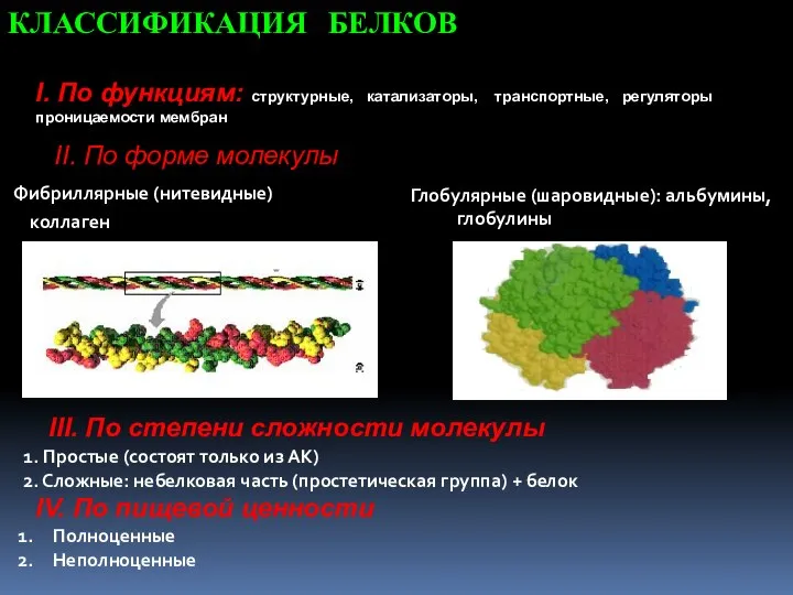 II. По форме молекулы Фибриллярные (нитевидные) коллаген Глобулярные (шаровидные): альбумины, глобулины