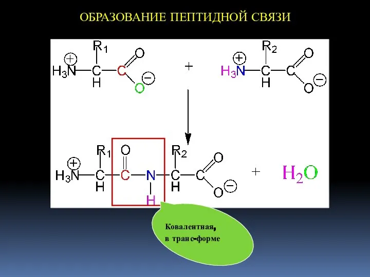 ОБРАЗОВАНИЕ ПЕПТИДНОЙ СВЯЗИ Ковалентная, в транс-форме