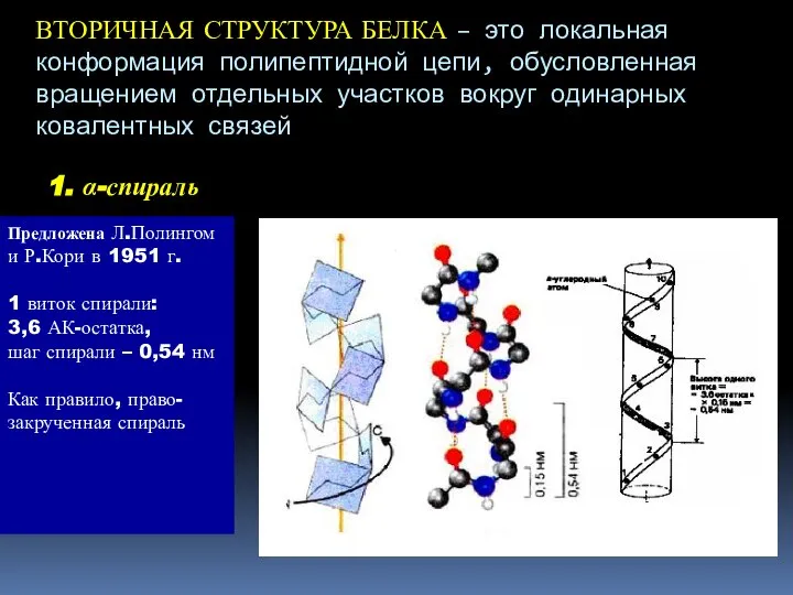 ВТОРИЧНАЯ СТРУКТУРА БЕЛКА – это локальная конформация полипептидной цепи, обусловленная вращением