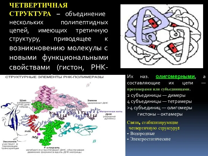 ЧЕТВЕРТИЧНАЯ СТРУКТУРА – объединение нескольких полипептидных цепей, имеющих третичную структуру, приводящее