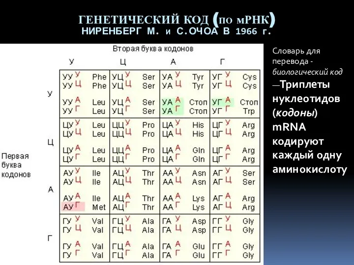 ГЕНЕТИЧЕСКИЙ КОД (ПО мРНК) НИРЕНБЕРГ М. И С.ОЧОА В 1966 г.