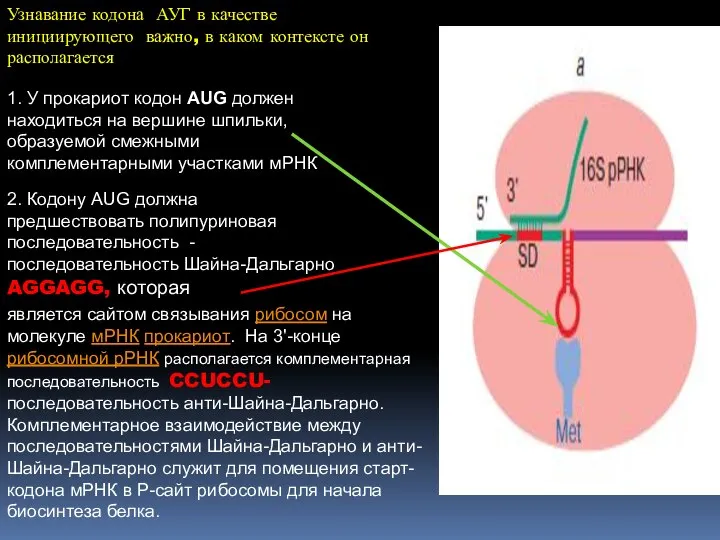 1. У прокариот кодон AUG должен находиться на вершине шпильки, образуемой