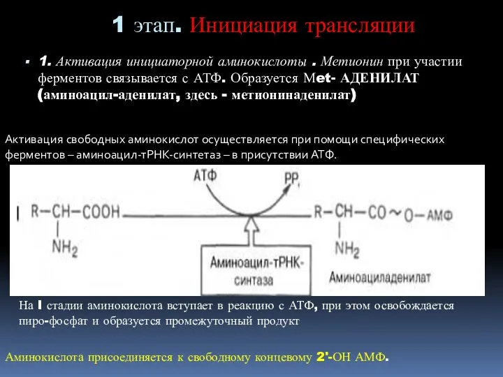 1 этап. Инициация трансляции 1. Активация инициаторной аминокислоты . Метионин при