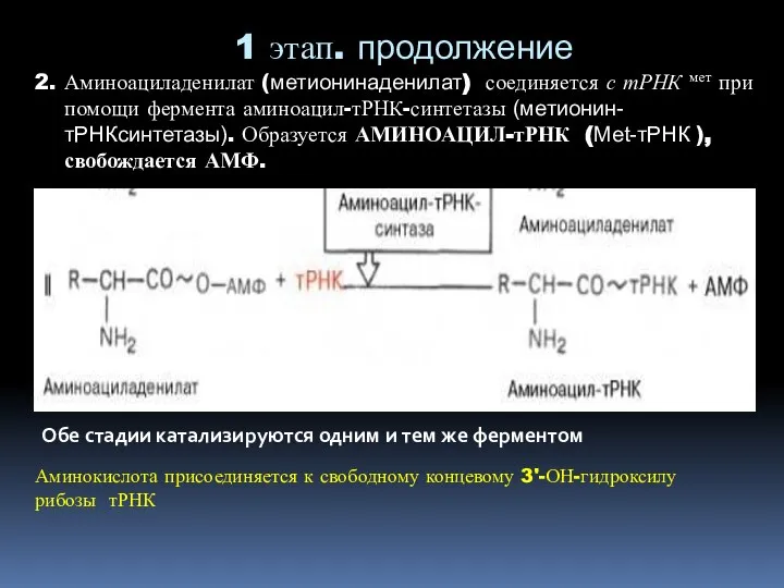 1 этап. продолжение 2. Аминоациладенилат (метионинаденилат) соединяется с тРНК мет при