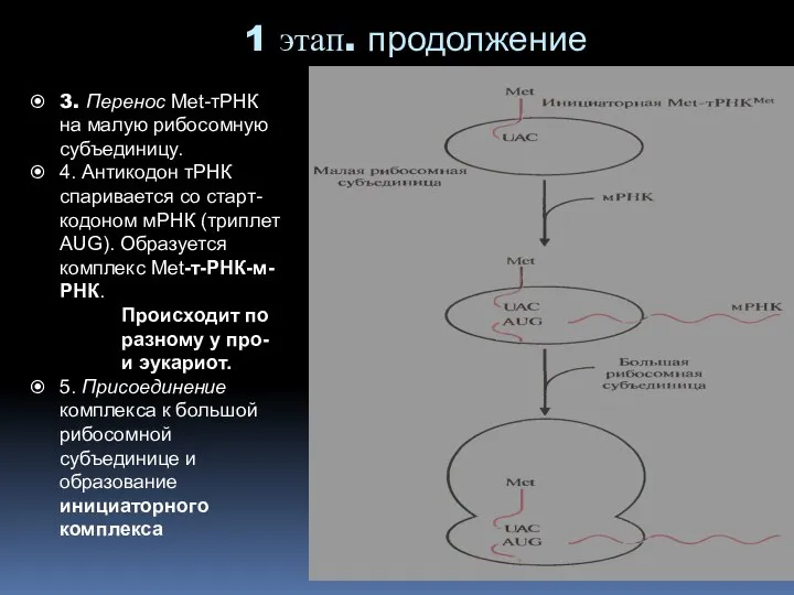 3. Перенос Мet-тРНК на малую рибосомную субъединицу. 4. Антикодон тРНК спаривается