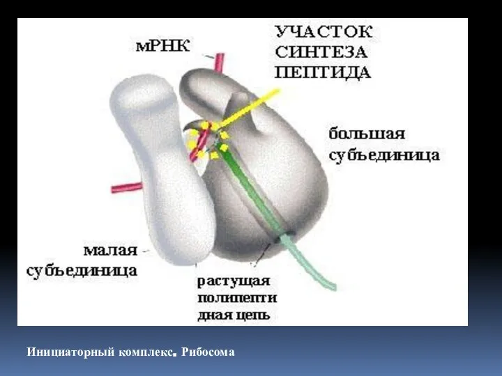 Инициаторный комплекс. Рибосома