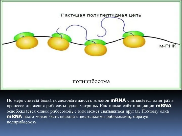 По мере синтеза белка последовательность кодонов mRNA считывается один раз в