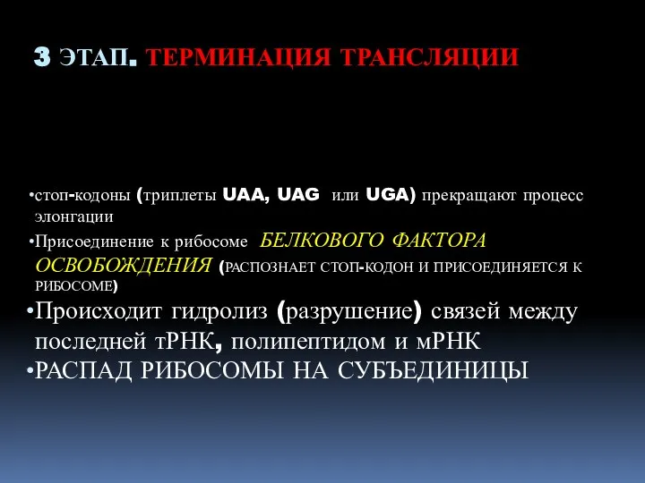 3 ЭТАП. ТЕРМИНАЦИЯ ТРАНСЛЯЦИИ стоп-кодоны (триплеты UAA, UAG или UGA) прекращают