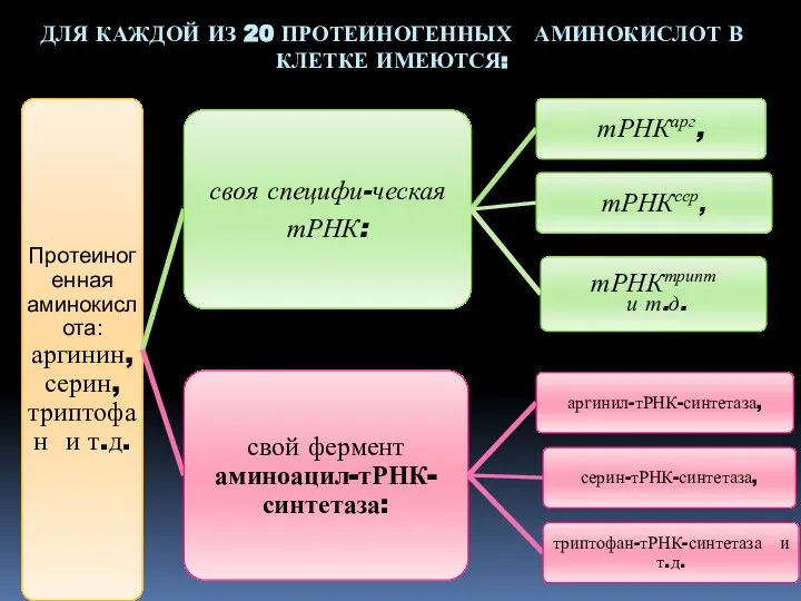 ДЛЯ КАЖДОЙ ИЗ 20 ПРОТЕИНОГЕННЫХ АМИНОКИСЛОТ В КЛЕТКЕ ИМЕЮТСЯ: