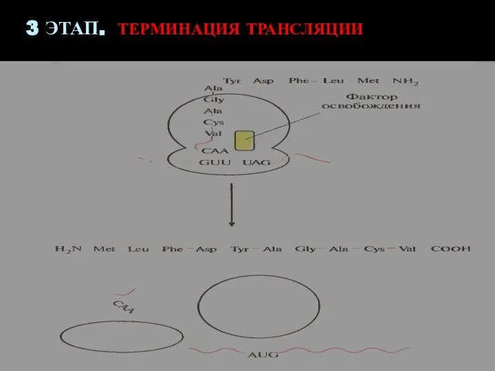 3 ЭТАП. ТЕРМИНАЦИЯ ТРАНСЛЯЦИИ