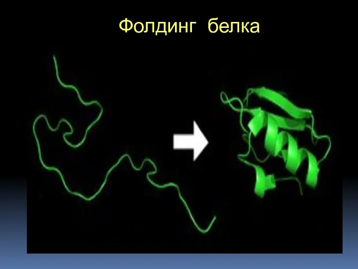 Фолдинг белка