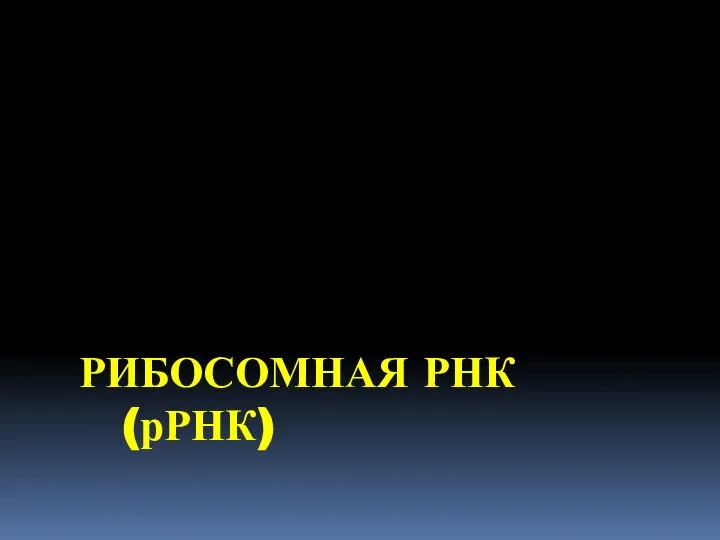 РИБОСОМНАЯ РНК (рРНК)