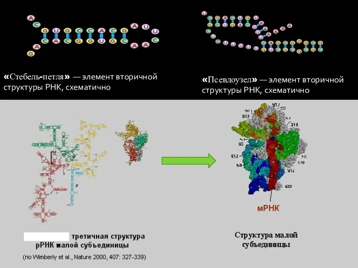 РИБОСОМНАЯ РНК. «Стебель-петля» — элемент вторичной структуры РНК, схематично «Псевдоузел» — элемент вторичной структуры РНК, схематично