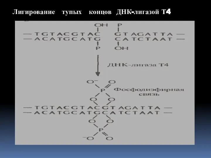 Лигирование тупых концов ДНК-лигазой Т4