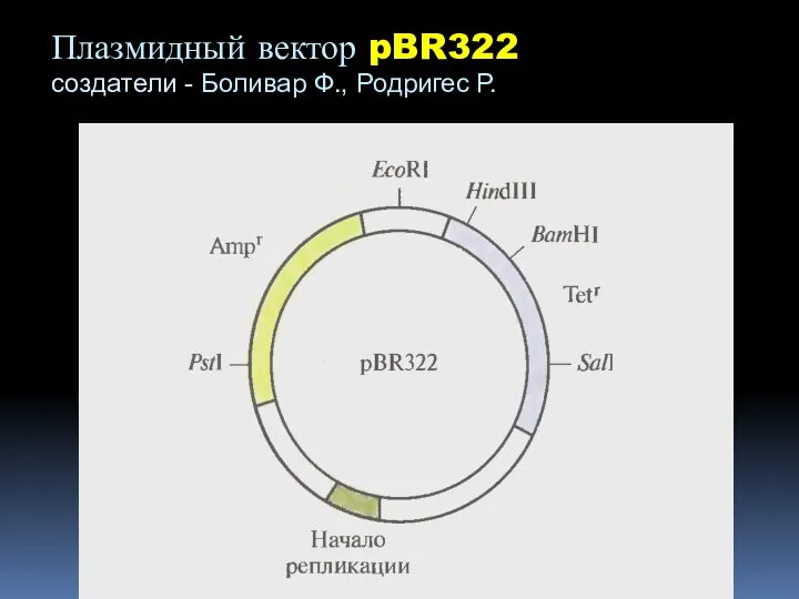 Плазмидный вектор pBR322 создатели - Боливар Ф., Родригес Р.