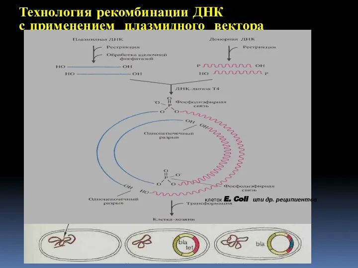 Технология рекомбинации ДНК с применением плазмидного вектора клеток E. Coli или др. реципиентов