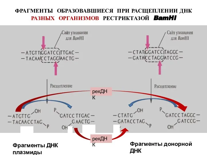 ФРАГМЕНТЫ ОБРАЗОВАВШИЕСЯ ПРИ РАСЩЕПЛЕНИИ ДНК РАЗНЫХ ОРГАНИЗМОВ РЕСТРИКТАЗОЙ BamHI Фрагменты ДНК