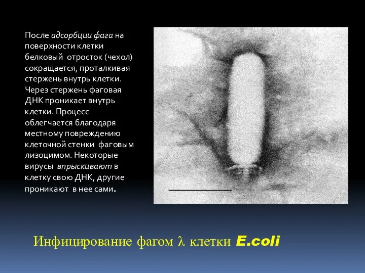 Инфицирование фагом λ клетки E.coli После адсорбции фага на поверхности клетки