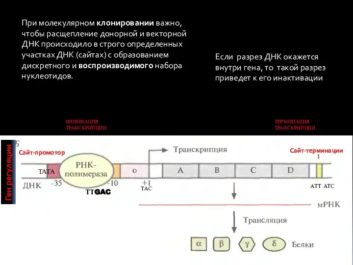 ТАТА ТТGAC ТАС Сайт-промотор Сайт-терминации ИНИЦИАЦИЯ ТРАНСКРИПЦИИ ТЕРМИНАЦИЯ ТРАНСКРИПЦИИ АТТ АТС