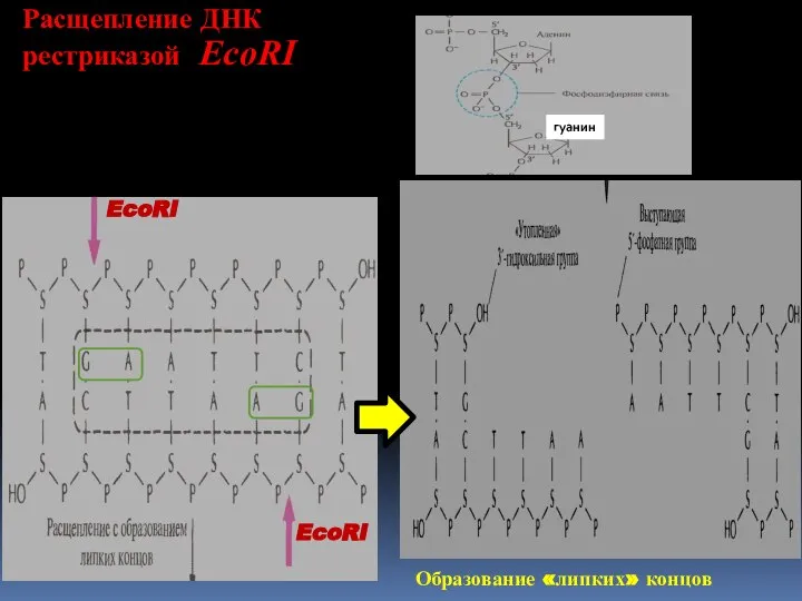 Расщепление ДНК рестриказой EcoRI Образование «липких» концов EcoRI EcoRI гуанин