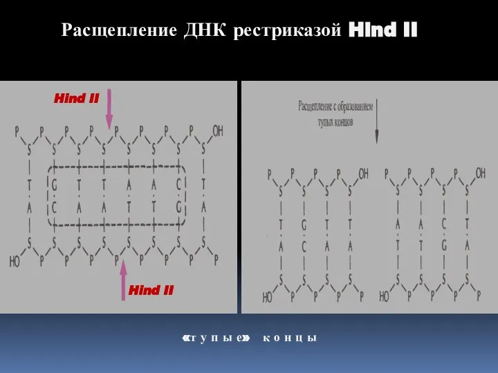 Расщепление ДНК рестриказой Hind II Hind II Hind II «т у