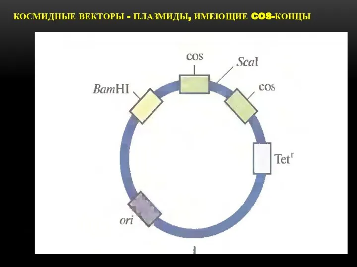 КОСМИДНЫЕ ВЕКТОРЫ - ПЛАЗМИДЫ, ИМЕЮЩИЕ COS-КОНЦЫ