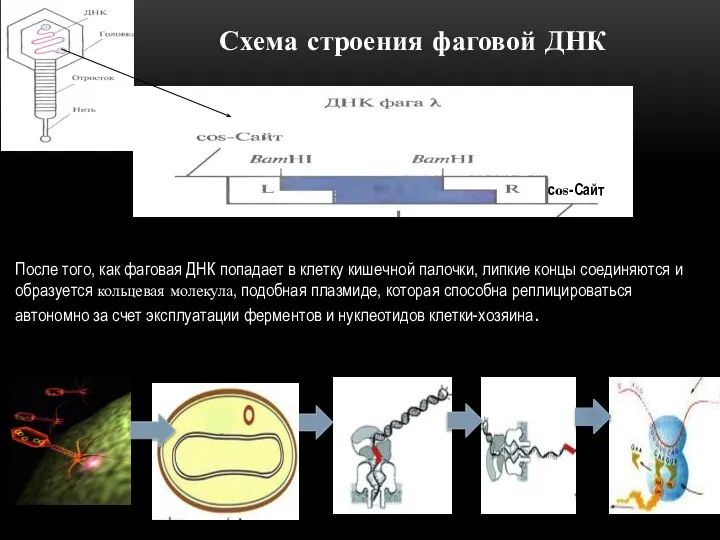 cos-Сайт После того, как фаговая ДНК попадает в клетку кишечной палочки,