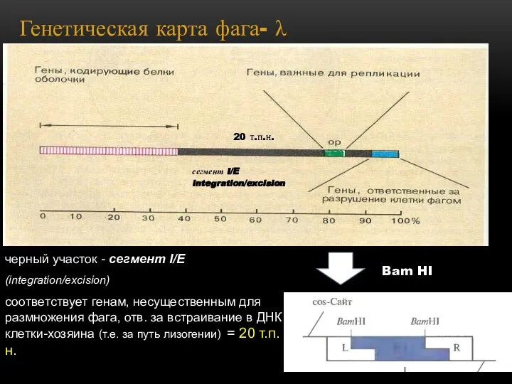 Генетическая карта фага- λ черный участок - сегмент I/E (integration/excision) соответствует