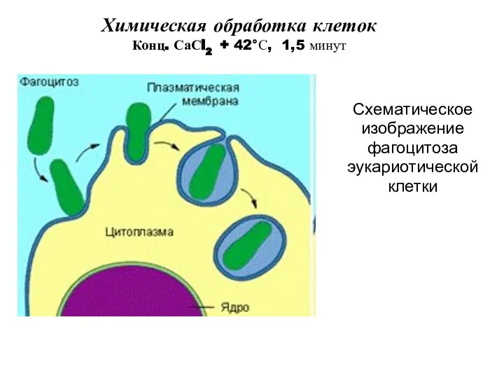 Схематическое изображение фагоцитоза эукариотической клетки Химическая обработка клеток Конц. СаСl2 + 42°С, 1,5 минут