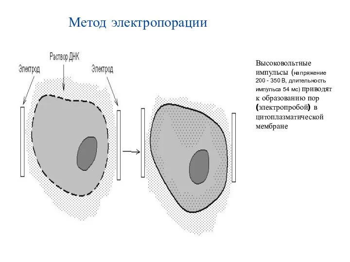 Метод электропорации Высоковольтные импульсы (напряжение 200 - 350 В, длительность импульса