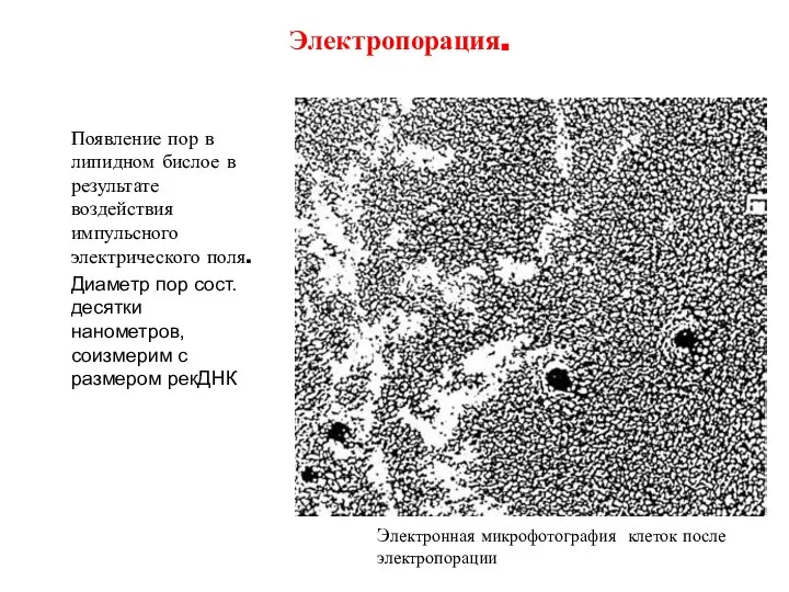 Электропорация. Появление пор в липидном бислое в результате воздействия импульсного электрического