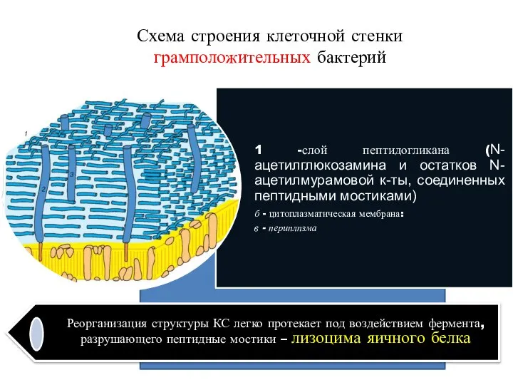 Схема строения клеточной стенки грамположительных бактерий