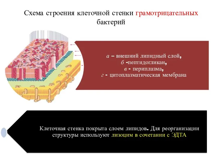 Схема строения клеточной стенки грамотрицательных бактерий