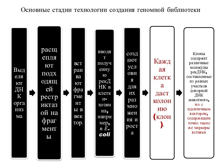 Основные стадии технологии создания геномной библиотеки