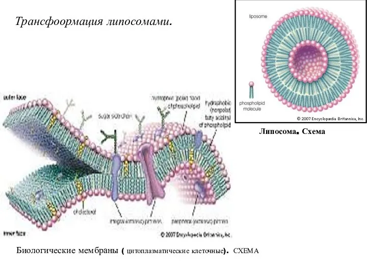 Липосома. Схема Трансфоормация липосомами. Биологические мембраны ( цитоплазматические клеточные). СХЕМА