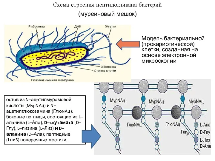 Схема строения пептидогликана бактерий (муреиновый мешок) остов из N–ацетилмурамовой кислоты (MypNAц)
