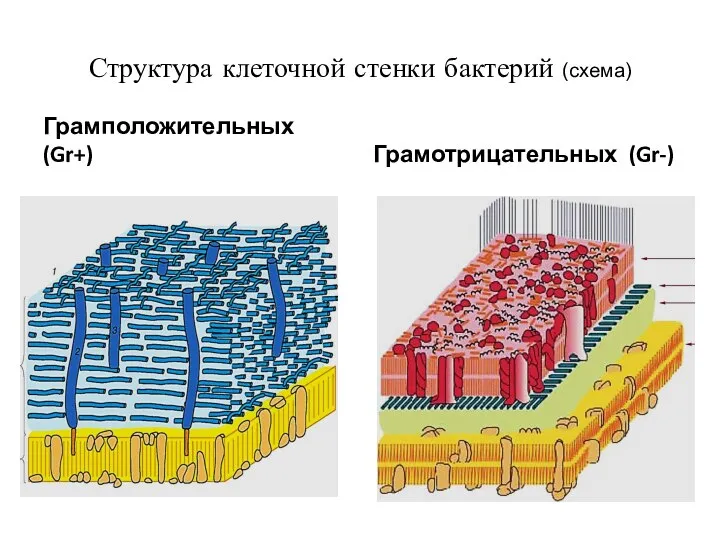Структура клеточной стенки бактерий (схема) Грамположительных (Gr+) Грамотрицательных (Gr-)