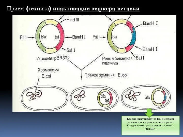Прием (техника) инактивации маркера вставки Клетки инокулируют на ПС и создают