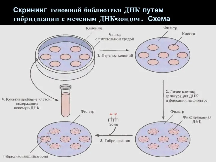 Скрининг геномной библиотеки ДНК путем гибридизации с меченым ДНК-зондом. Схема