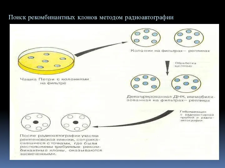 Поиск рекомбинантных клонов методом радиоавтографии