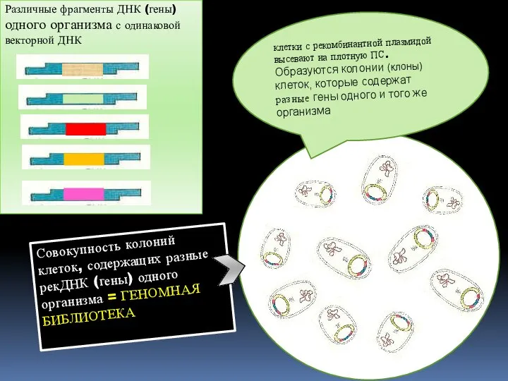 клетки с рекомбинантной плазмидой высевают на плотную ПС. Образуются колонии (клоны)