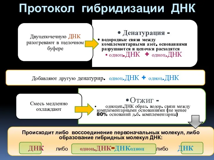 Протокол гибридизации ДНК