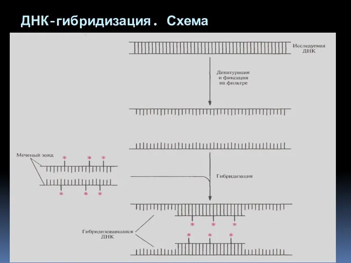 ДНК-гибридизация. Схема