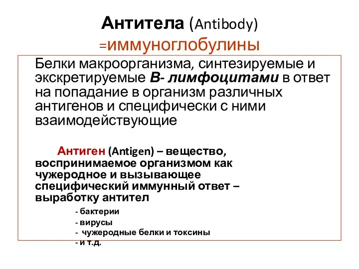 Антитела (Antibody) =иммуноглобулины Белки макроорганизма, синтезируемые и экскретируемые В- лимфоцитами в